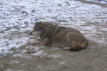 Támadás a veresegyházi Medvefarmon élő farkasok ellen